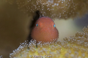 The Little Red/Hairy Goby/Lembeh strait,Indonesia, Canon ... by Yuping Chen 